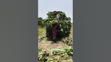 வெளியூர் போயிருந்தா கடுதாசி போடா தாண்டி.. #trendingshorts #love #farming #lovesongs