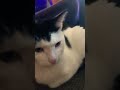 Posting my cats as their looks in songs this is fluffy😂 #funny