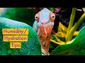 Chameleon Humidity/Hydration Tips!