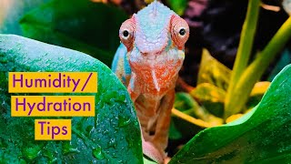 Chameleon Humidity/Hydration Tips!