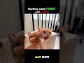 Ranking some more FUNNY cat clips