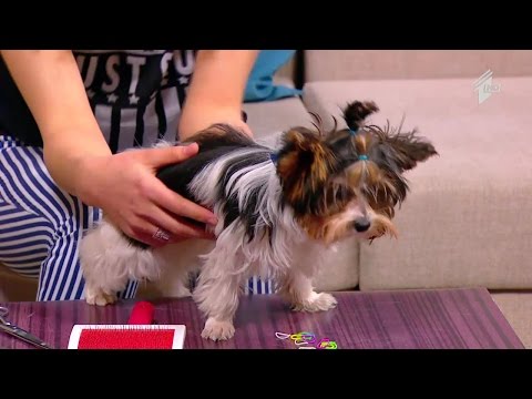 როგორ დავვარცხნოთ ოთხფეხა მეგობარი?