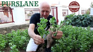 Superfood purslane!!!