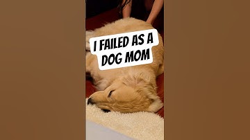 This Dog Has The WEIRDEST Night Routine #dog #puppy #nightroutine #cute #funny #lol #bugatti #shorts