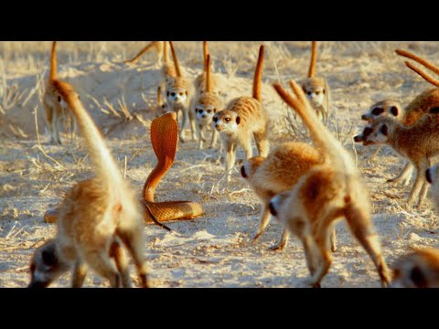 Video: I facoceri e i suricati sono amici?