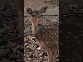 Shot A Golden Deer With F41 Samsung