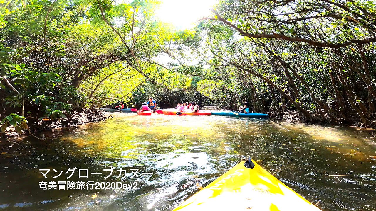 奄美大島冒険旅行day2マングローブカヌー Youtube