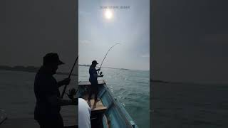 Gt Fishing Giant Trevally Andaman Sea Anglers Andaman Angler