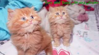 لماذا تغير القطط مكان اولادها بعد الولادة Why do cats change the location of their babies