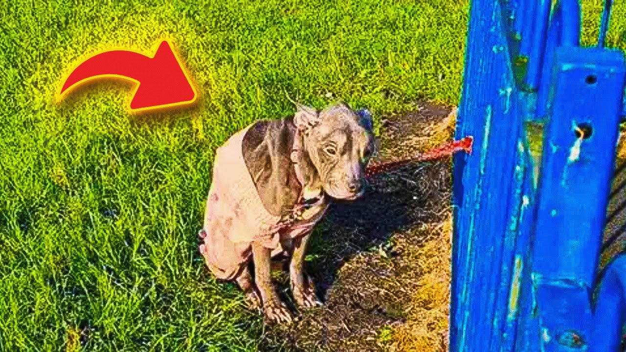 Abandoned Puppy Rescued in Park Makes an Amazing Recovery - YouTube