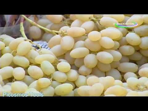 Video: Tarvuz uzumining pasayishi: Tarvuz ekinlarining ildizi va tok chirishi haqida bilib oling