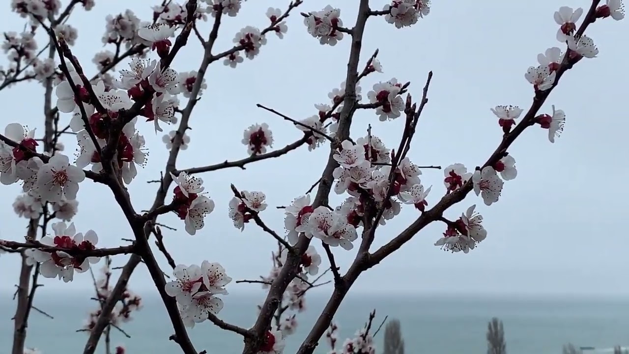 Евреи на пляже. Красивые весенние пейзажи. Весенняя природа. Река ячменка. Подснежники ветреница.