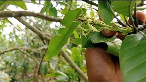 Tham vườn xoài Cát Chu sau kít cữ hai 10 ngày |Vũ Nhà Nông| #xoàiđàiloan #xoaicatchu