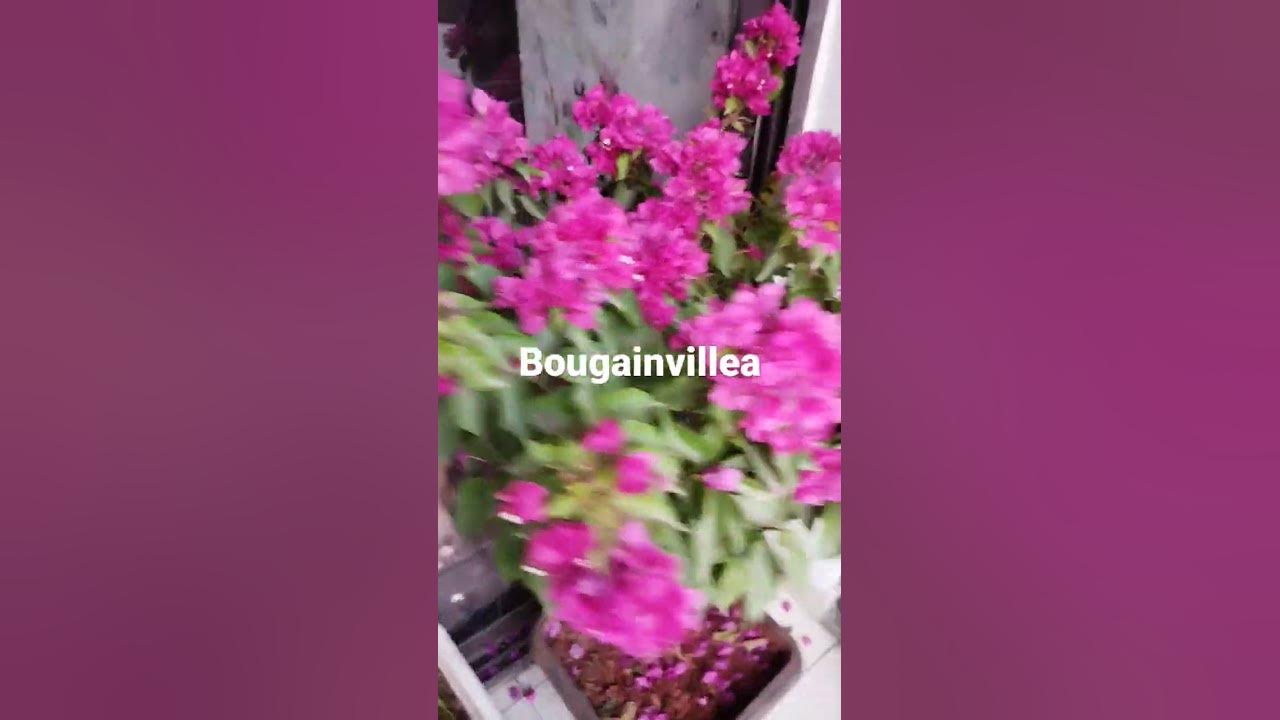 Bougainvillea in balcony - YouTube