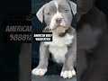 American bully female dogi