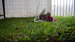 Seymour Is The Most Playful Squirrel Youve Ever Seen Flashback