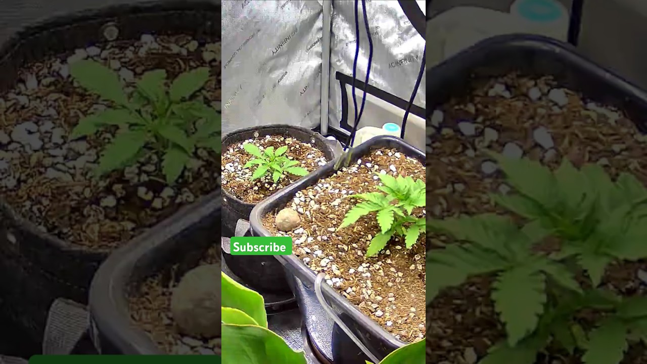 autopot grow raw genetics 420 fast buds