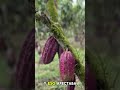 ¡Así se salva una plantación de cacao!🌱🔥