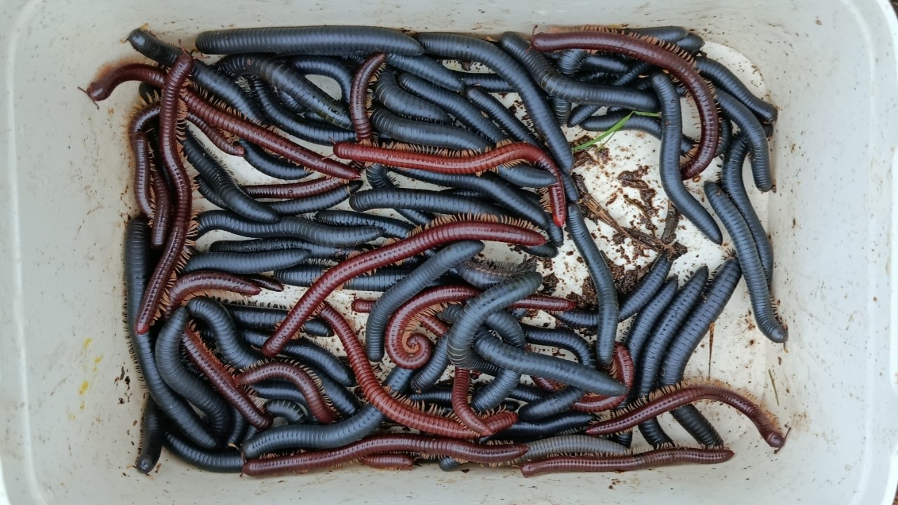 Hunting millipede kaki seribu besar di bawah pohon part 40