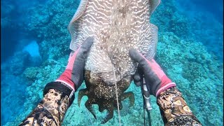 Catching and Eating a Giant "Alien-like" Cuttlefish