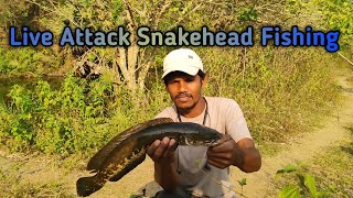 Best live attack snakehead fishing