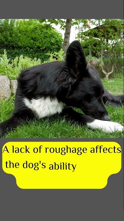 why-dog-eat-grass-youtube