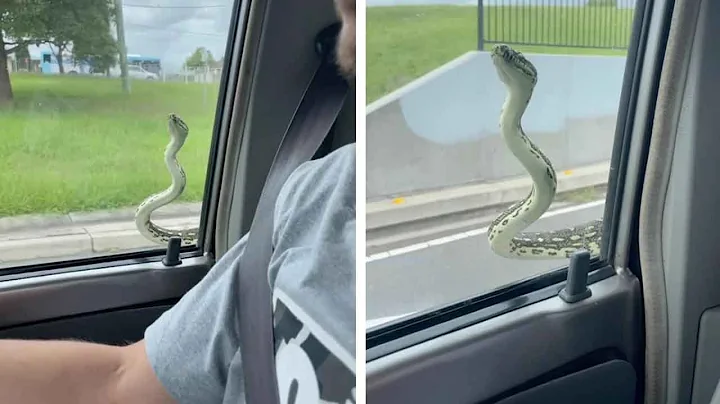 Couple Find Snake On Car Window While Driving