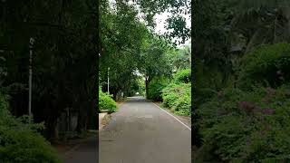 Chennai beach from the Tree covered route, serene beauty, greenery at its best fading into blues by Naviman 59 views 1 year ago 2 minutes, 59 seconds