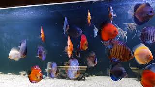 Discus showtank 1000 liter 3.10 meter