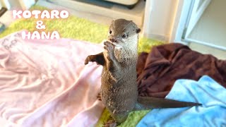 Otter Taking a Shower Like Human