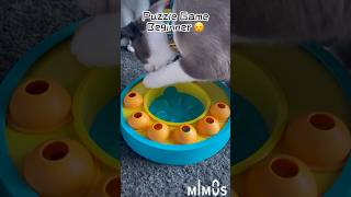 Mimos Puzzle Game🐱🐶 it’s Perfect for Beginners #montreal #cat #dog #puzzletoy #petpuzzle screenshot 3