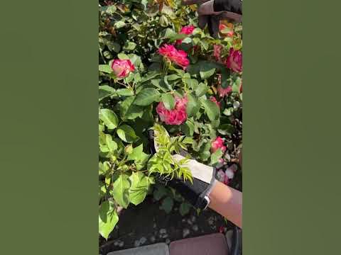 Удаляем шиповник с розы! - YouTube