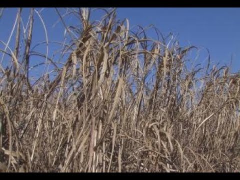 Video: Suikerriet voor koele klimaten - Leer over suikerrietvariëteiten op lage temperatuur