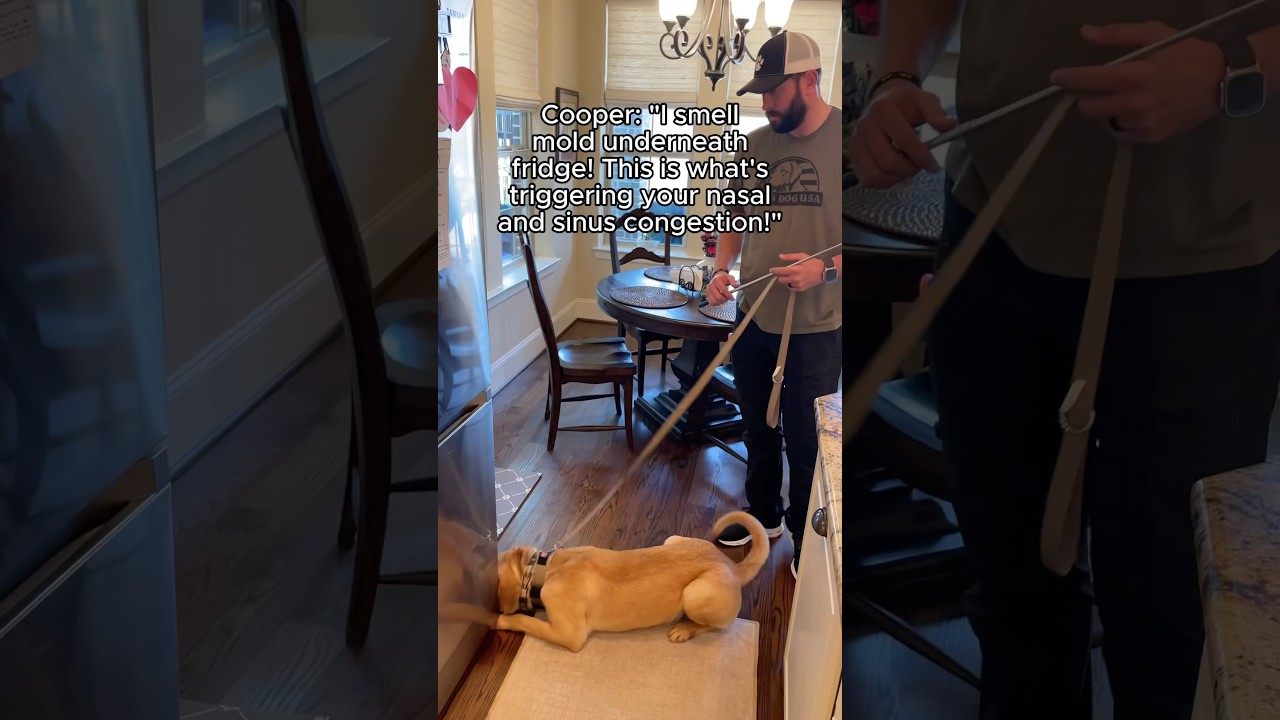 Cooking sinus issues? 🤧 Fridge mold! 🐶 