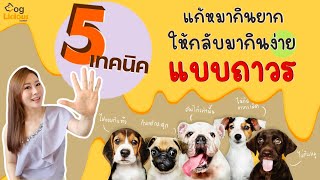 5 เทคนิคแก้หมากินยาก ให้กลับมากินง่าย #แบบถาวร - Hot Dog by Doglicious