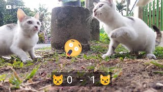 SALING PUKUL GARA2 MAKANAN || Why Do Some Cats Get Mildly AGGRESSIVE During Feeding Time?