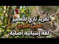 أقوى صوت حسون خلوي إسباني لتحفيز الذكور والإناث على التزاوج وتلقين الفراخ