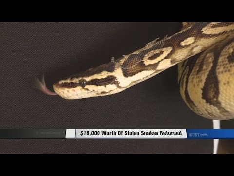 $18,000 Worth Of Stolen Snakes Returned
