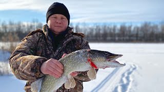 ЗИМНЯЯ РЫБАЛКА НА ЩУКУ \ ФЛАЖКИ \ РЫБАЛКА НА ЖЕРЛИЦЫ | LĪDAKU COPES, Latvia Jēkabpils rajona.