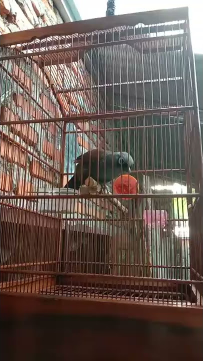 Poksay mantel betina suara keras