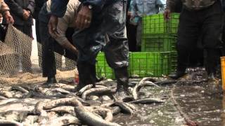 Caspian Sea Pollution آلودگیهای دریای خزر
