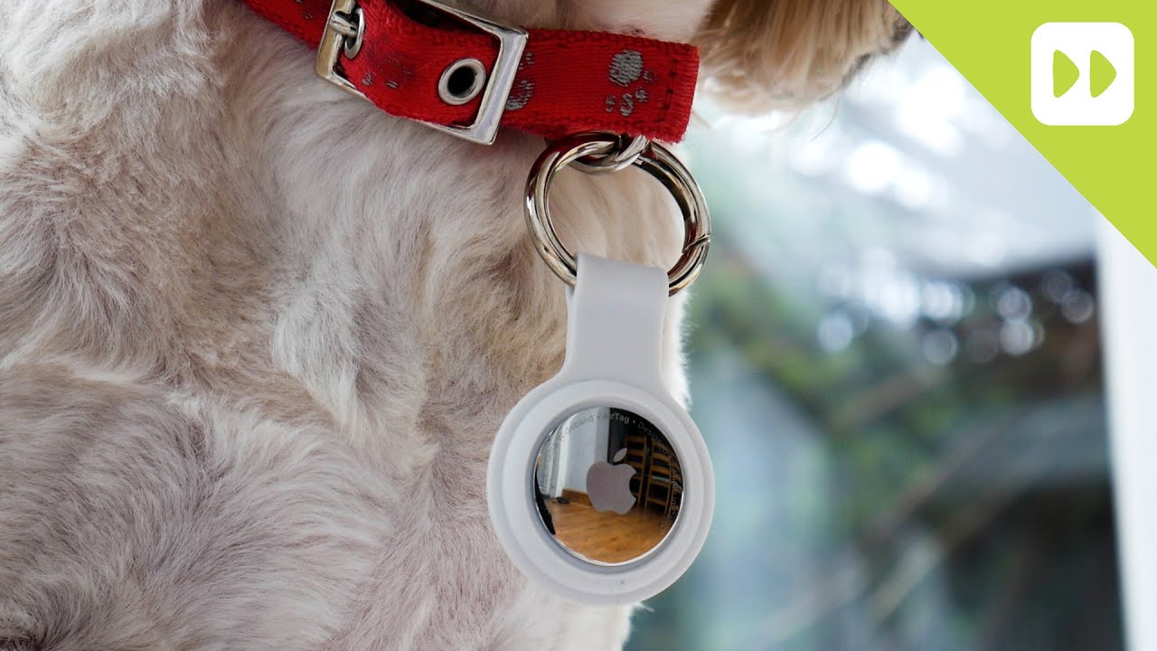 How to add an Apple AirTag to your dog collar! 