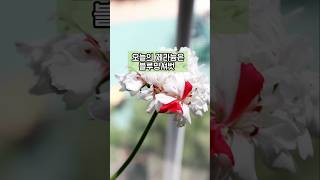 스텔라 제라늄 꽃멍 #제라늄꽃 #페라고늄 #식집사 #베란다가드닝 #반려식물 #꽃멍 #꽃 #flower #geranium #pelargonium #gardening