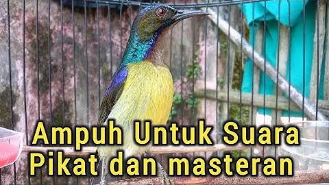 Korlap masteran gacor