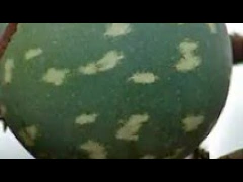 Uyu ni Umutanga utangira abarozi