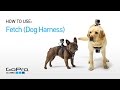 GoPro: Introducing Fetch (Dog Harness)