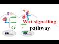 Wnt signaling pathway