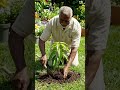 आप सभी से हाथ जोड़कर प्रार्थना हैं कि एक पेड़ जरूर लगाएं #shortvideo #tree