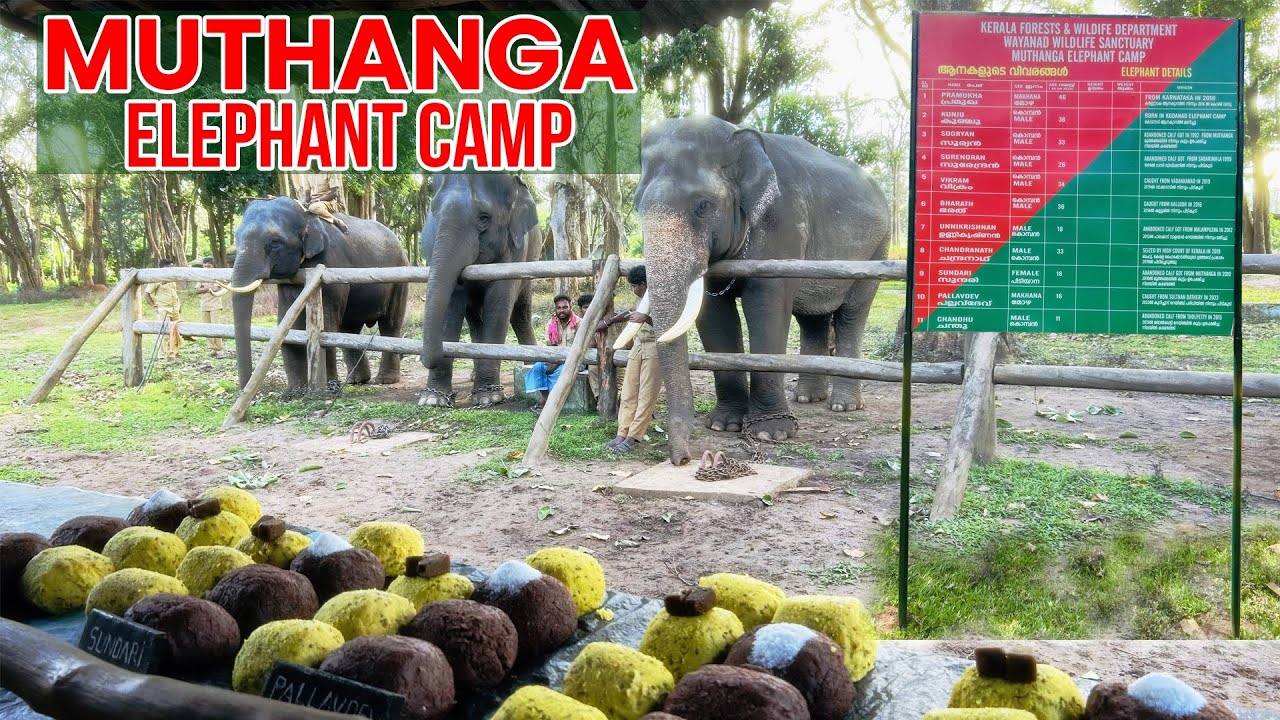 Elephant Feeding | Muthanga elephant Camp 