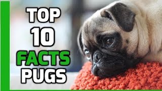 Top 10 Facts about Pugs - Pug Dog Breed Information by Animal Fire TV 19,226 views 5 years ago 3 minutes, 17 seconds